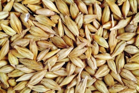 Havens Duivengerst 5 kg