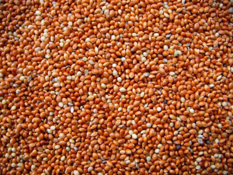 Enkelvoudig Milletzaad rood 5 kg