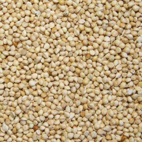 Enkelvoudig Milletzaad wit 10 kg