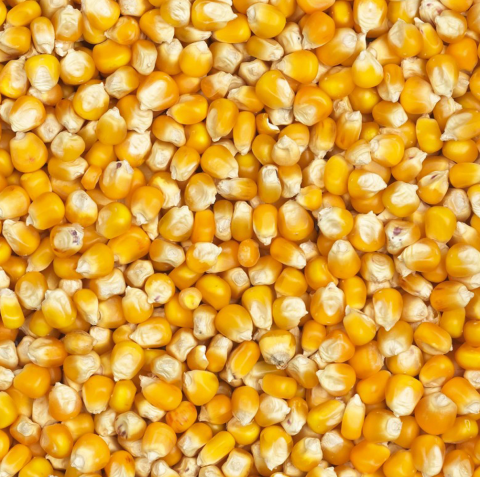 Enkelvoudig Popcorn mais 5 kg